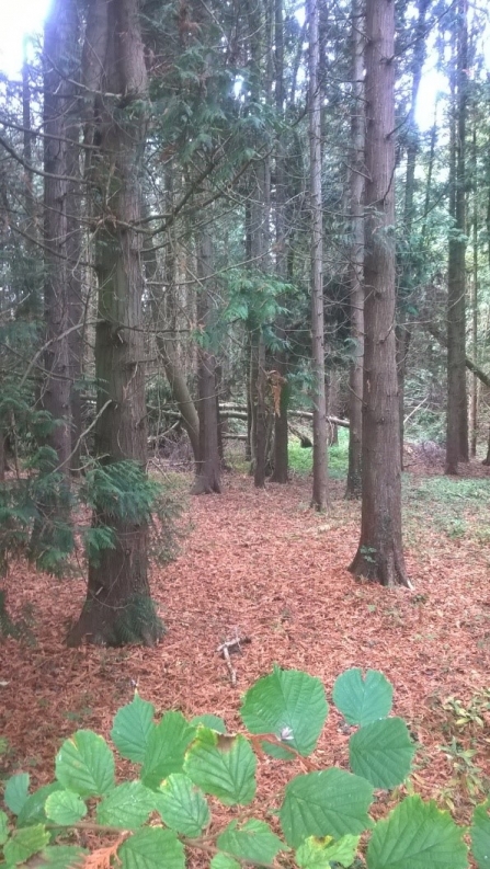 PAWS plantation before project works
