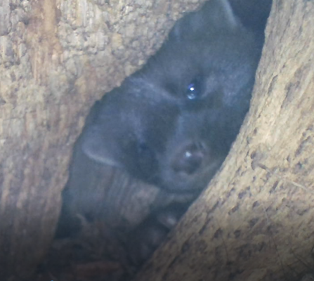 Pine marten pic D