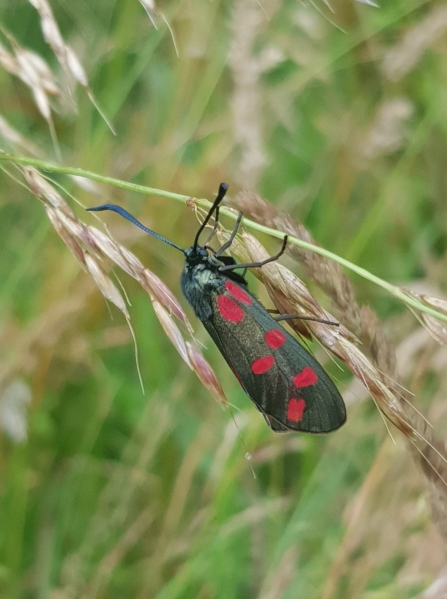 Six-spot Burnet