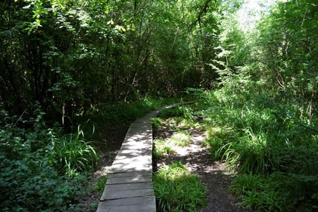 Lower Woods boardwalk