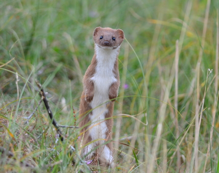 Weasel