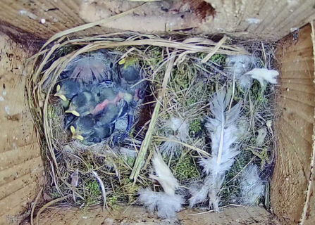 Blue Tits in nest box