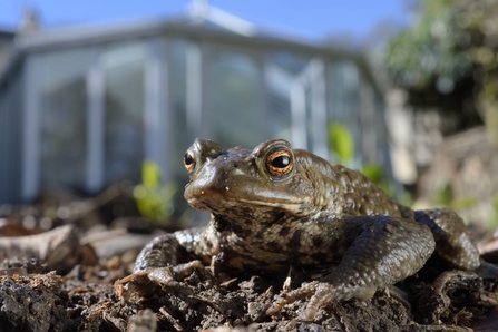 Common_Toad_Terry_Whitaker