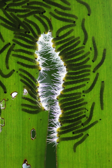 caterpillars (c) Dibakar Roy