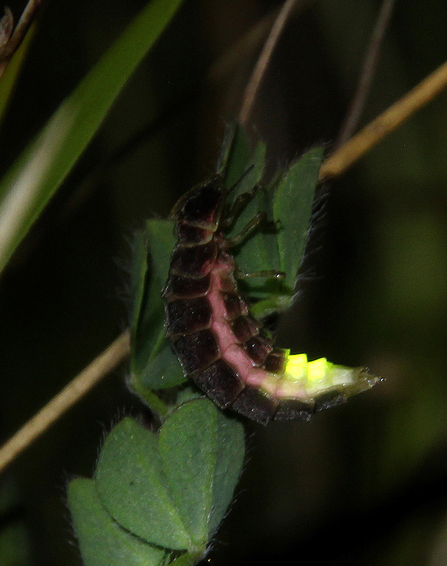 Amanda Lawrence Glow Worm