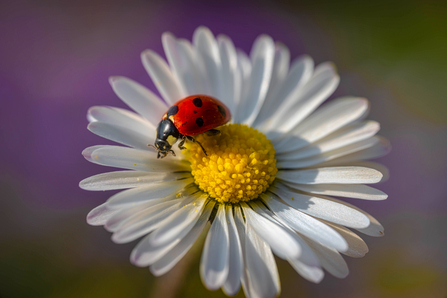 Highly commended in the Wildlife Close Up category by Mark Cox