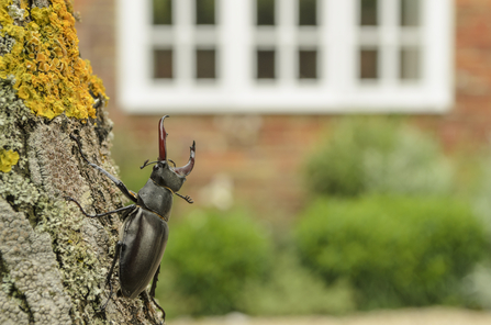 Stage_Beetle_Terry_Whitaker