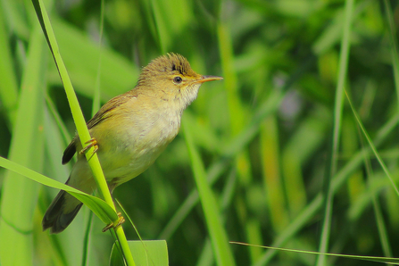 reed warbler (c) Theo Stowell