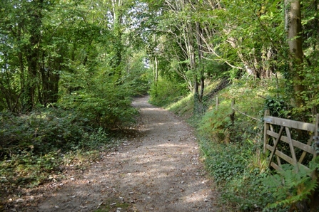 Through the Beech Woodland