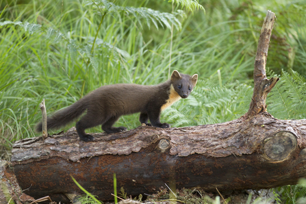 Pine Marten, Credit: Mark Hamblin/2020VISION