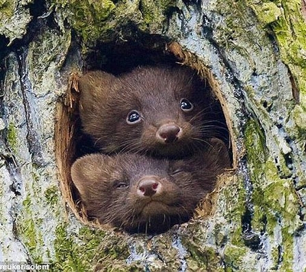 Pine marten kits in den site