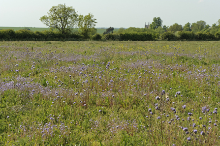 Flower margin