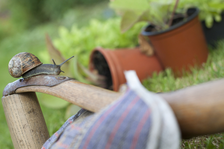 Gardening with wildlife - Tom Marshall