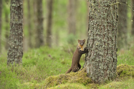 Pine Marten Terry Whittaker/2020VISION