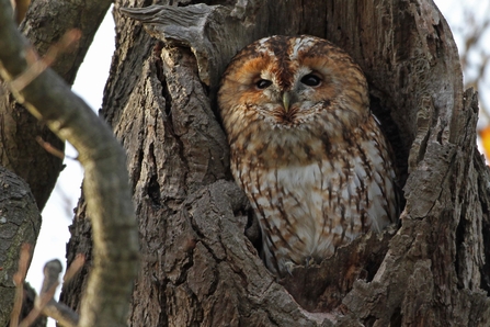 Tawny owl -Margaret Holland