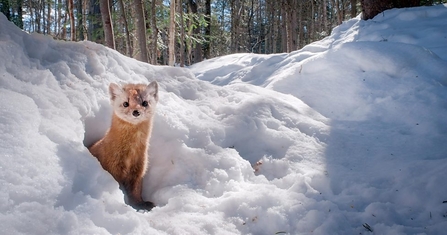 American marten in snow