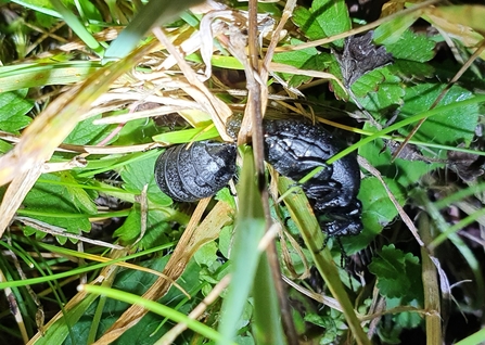 Possible mating pair of Rugged Oil Beetles - Amanda Lawrence