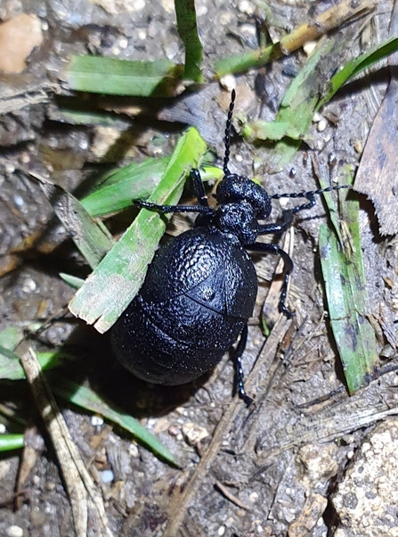 Rugged oil beetle - Swifts Hill
