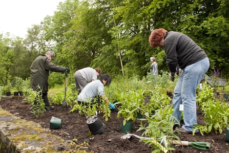 Planting wildlife friendly plants - Katrina Martin / 2020VISION