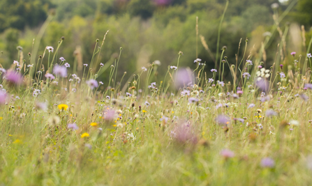 Meadow - James Adler
