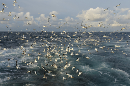 Gannets and gulls - Chris Gomersall/2020VISION