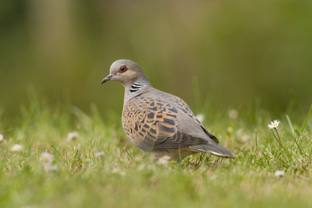 Turtle dove - Dawn Monrose