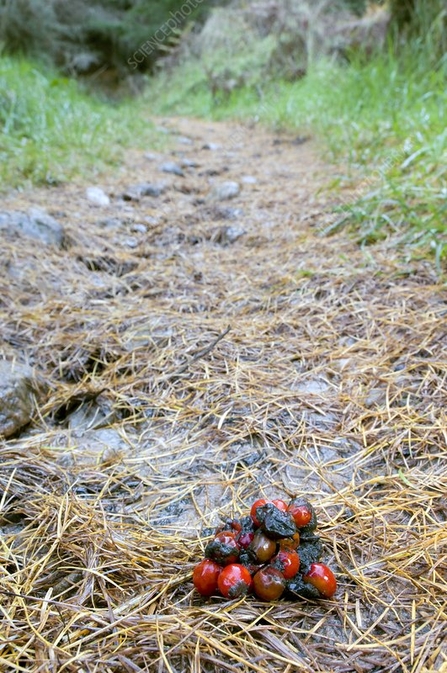 Pine marten droppings - Science Photo Library 