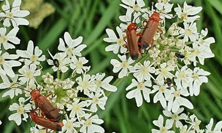 Hogweed and bonking beetles - Amanda Lawrence