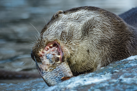 American sales marten diet