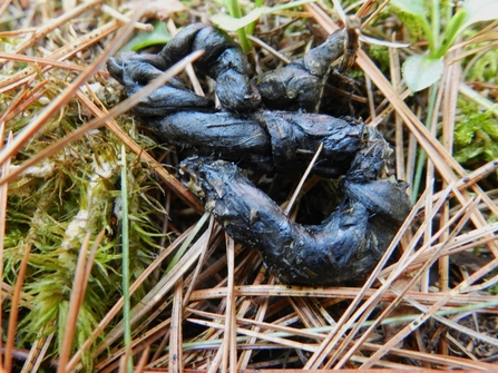 Pine marten scat containing small mammal remains