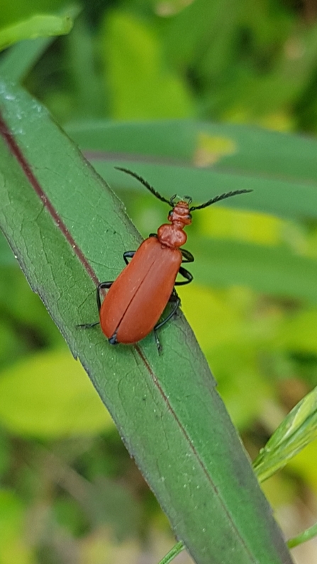 Red-headed cardinal beetle - Amanda Lawrence