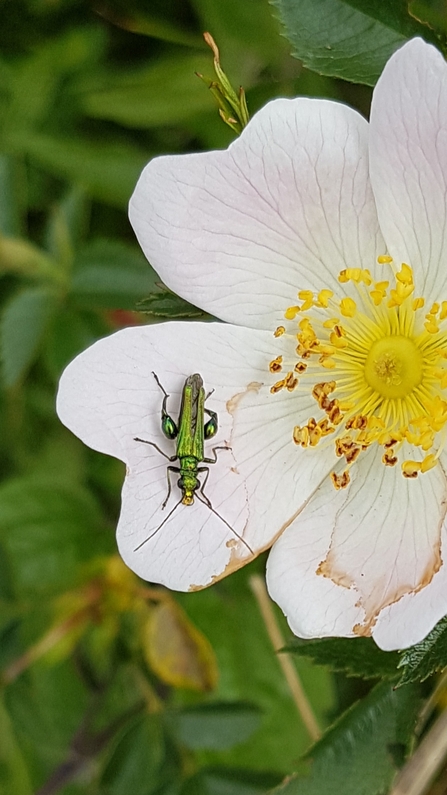 Thick-legged flower beetle - Amanda Lawrence