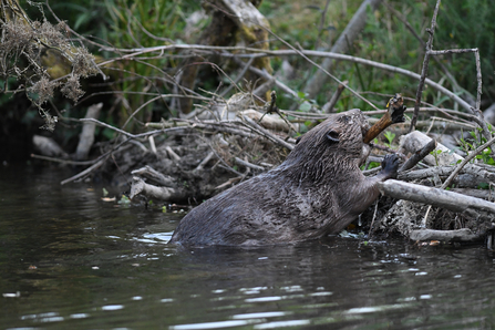 Beaver - David Parkyn/ Cornwall Wildlife Trust