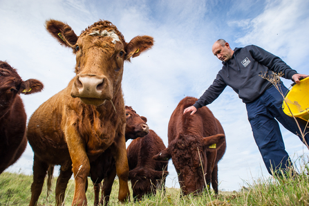 Farmer and cattle - Matthew Roberts