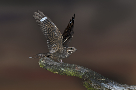 Nightjar - David Tipling/2020VISION