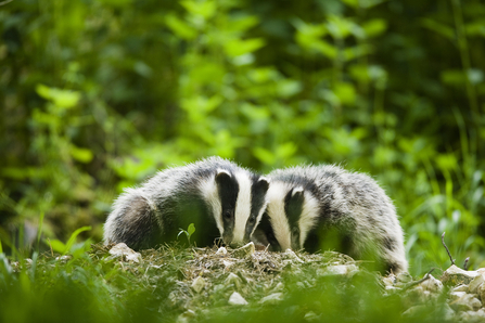 Badgers Elliot Neep