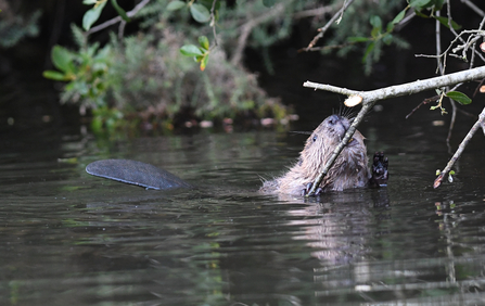 Beaver - David Parkyn/ Cornwall Wildlife Trust