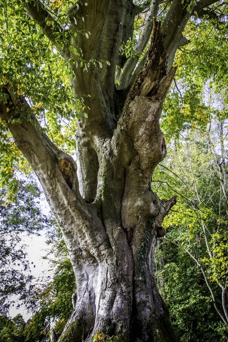 Ancient tree - Claire Miller