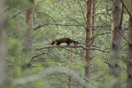 Pine marten - Mark Hamblin/2020VISION