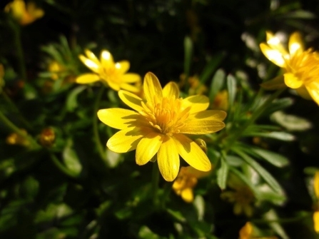 Celadine - Kingswood Primary School