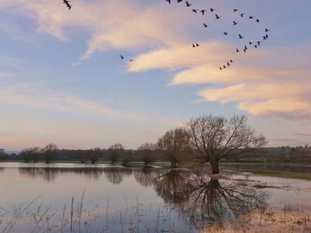 Coombe Hill - Susan Cook