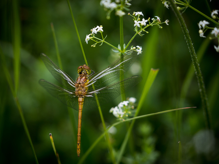 Dragon Fly - Sandy Fothergill