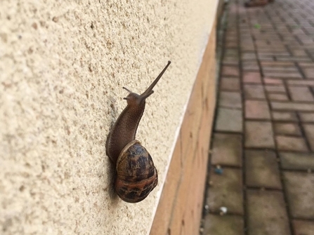 Snail - Hannah Lewis
