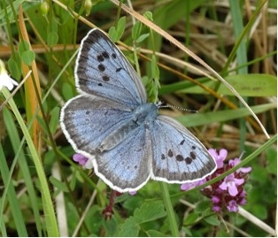 large blue butterfly_Alan Sumnall