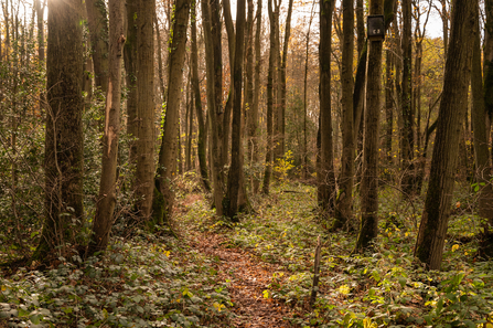 Collin Park Wood - Nathan Millar