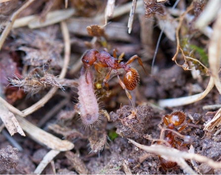 Red ant Myrmica Sabuleti _David Simcox