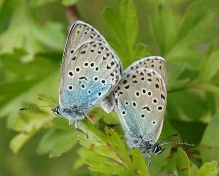 large blue pair mating_AlanSumnall