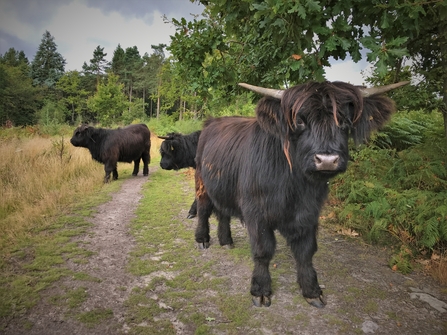 Highland cattle