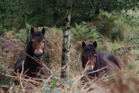 Exmoor ponies