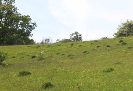 Yellow Meadow Ant mounds. Photo by Katherine Keates